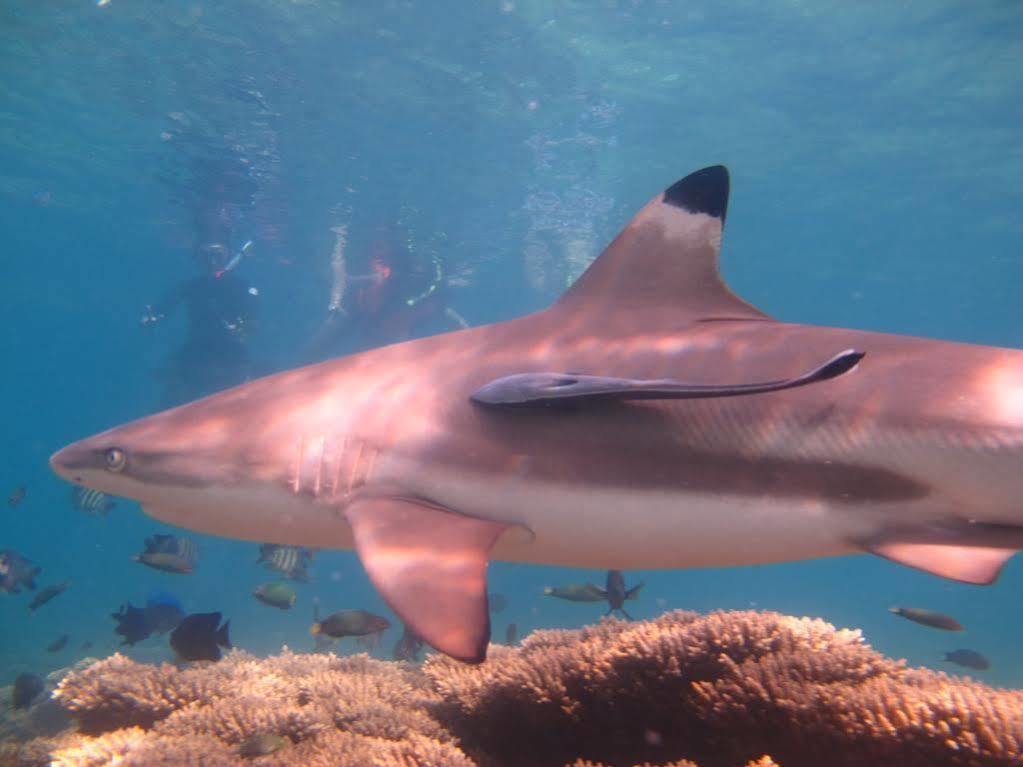 Ombak Dive Resort Pulau Perhentian Kecil Dış mekan fotoğraf